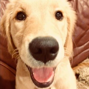 Meet your Posher, Knox